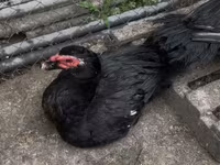 Ducks — फ़ोटो 5