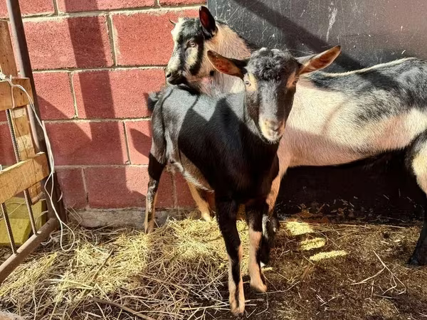 公山羊, Alpine goat