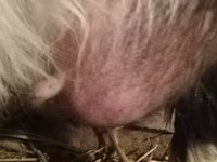 Ziege, Ziegen — Foto 3