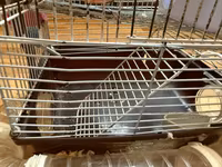 Hamster üçün tam dəst 2 mərtəbə qəfəs - Metall karkaslı, çıxarılan — फ़ोटो 3
