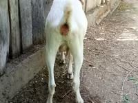 عنزة, Nubian Goat — الصورة 2