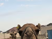母骆驼, Kazakh Bactrian camel — 照片 1