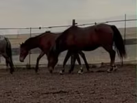 Stute, Kazakh horse — Foto 1