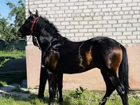 Hengst, Swedish warmblood horse — Foto 2