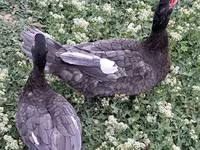 Ducks — 3-сурет