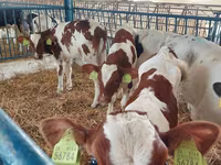 Bulle, Holstein-Rasse — Foto 1