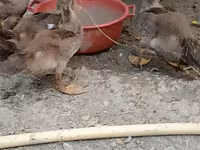 Ducks — 2-rasm