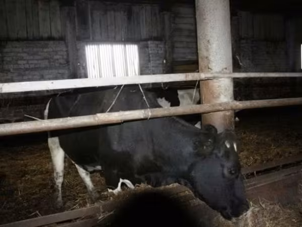 بقرة, Russian Black pied cattle
