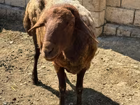Qoʻchqor, Qoʻylar — 4-rasm