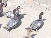 Ducks — الصورة 4
