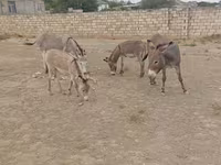 خيول (دفعة، الجنس غير محدد), الخيول — الصورة 2