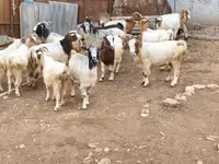 Ziege, Damask goat — Foto 3