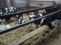 公牛, Russian Black pied cattle — 照片 3