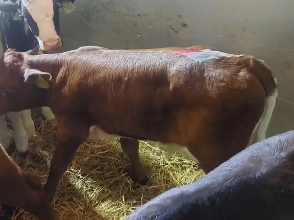 ثور, Simmental cattle
