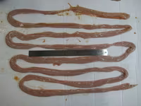 Кишки говяжьи замороженные — 5-rasm