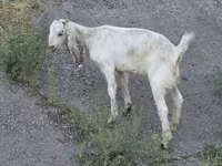 Ziege, Beetal goats — Foto 1
