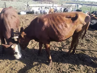 Kuh, Simmental cattle — Foto 2