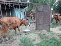 Сиыр, Жабайы як — 4-сурет