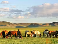 Stute, Kazakh horse — Foto 1