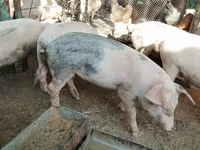 Schweine (Partie, Geschlecht nicht angegeben), Schweine — Foto 2