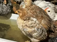 Chickens — Foto 5