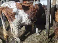 Kuh, Latvian Blue cattle — Foto 4