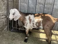 Ешкі, Nubian Goat — 1-сурет