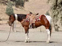 Hengst, American paint horse — Foto 7