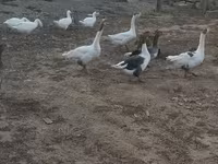 Geese — 7-rasm