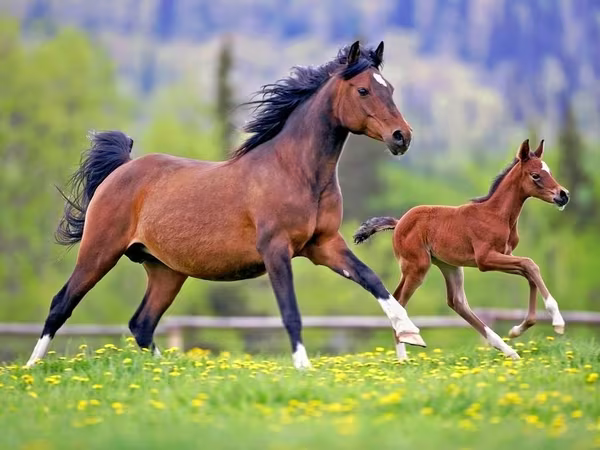 At, Horse breed