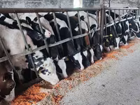 Toro, Russian Black pied cattle — foto 2