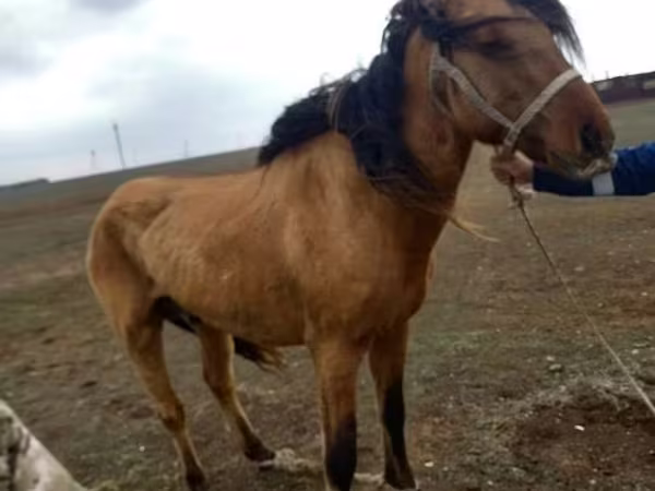 Stute, Kazakh horse
