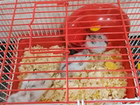 Cırtdan hamsterlər – qəfəs və aksesuarları ilə Məhsul təsviri: - — foto 2