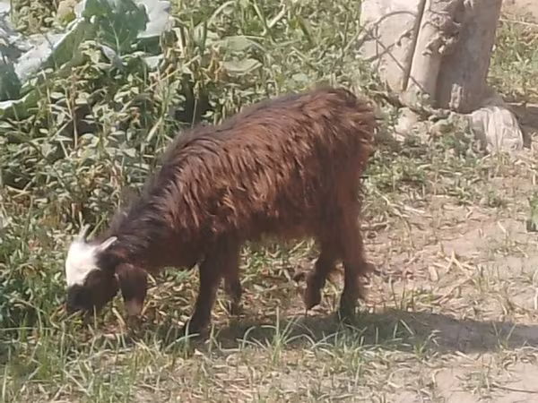 Goats (batch, sex not specified), Goats