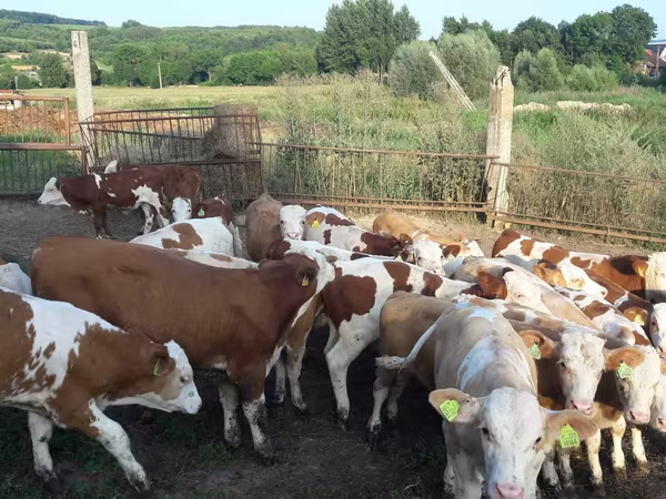 ثور, Simmental cattle
