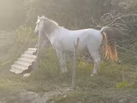 Hengst, Azerbaijan horse — Foto 4