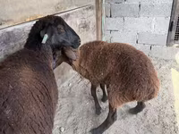 نعجة, Karakul sheep — الصورة 6