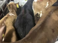 İribuynuzlu mal-qara (partiya, cinsi göstərilməyib), Simmental cattle — foto 6