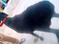 公羊, Hissar sheep — 照片 3