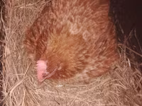 Chickens — الصورة 1