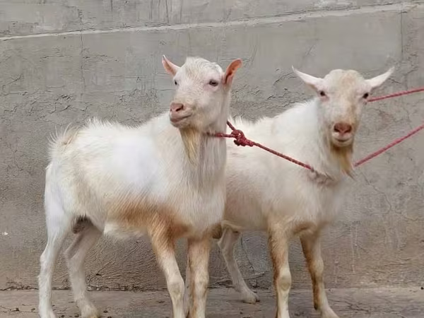Коза, Saanen goat