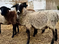Widder, Romanov sheep — Foto 1