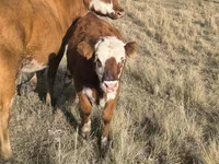 Vaca, Simmental cattle — foto 2