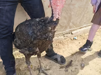 Turkeys — фото 1