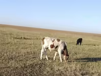 公牛, Simmental cattle — 照片 2