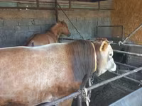 ثور, Swiss cattle — الصورة 6