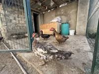 Domestic Muscovy — photo 7