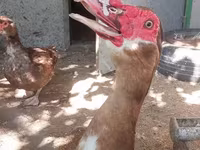 Ducks — 7-rasm