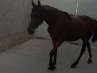 Stute, Anglo-Arabian — Foto 5