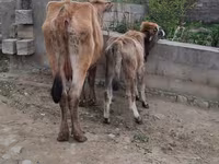 Cow, Cattle — photo 3